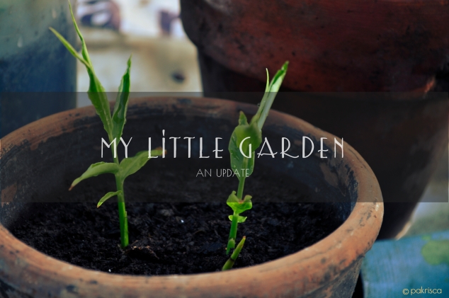 My Little Garden: An Update