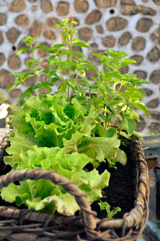 lettuce and basil plant in a basket ready for harvest