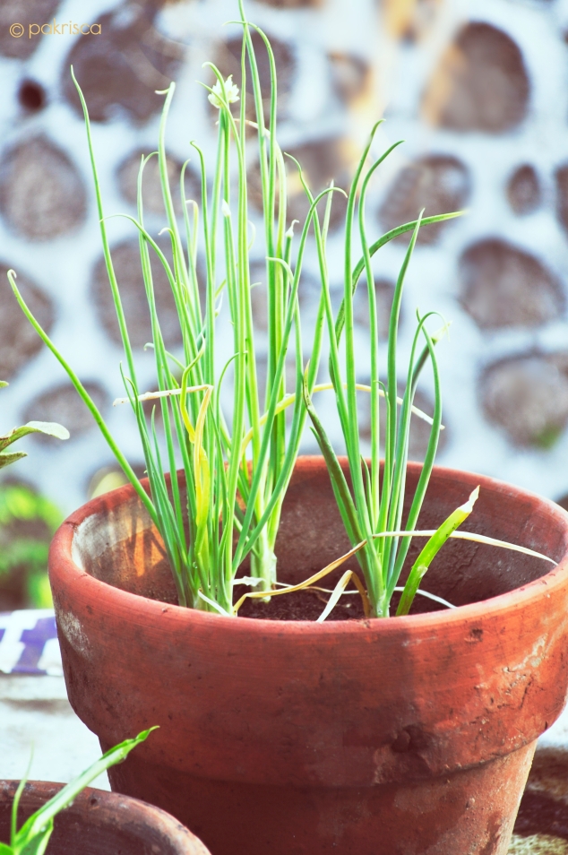 onion chives